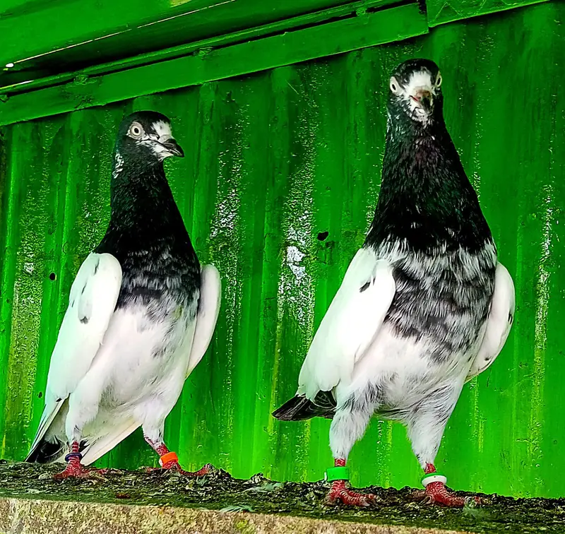 KASURI BREED PIGEONS 03126586107 — photo 12