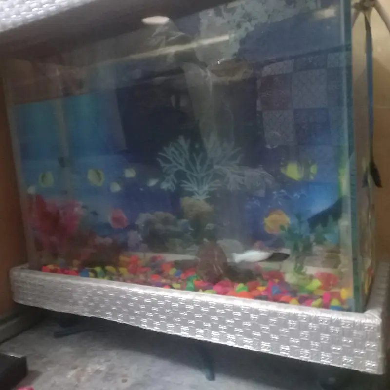 Aquarium and fishes — photo 2