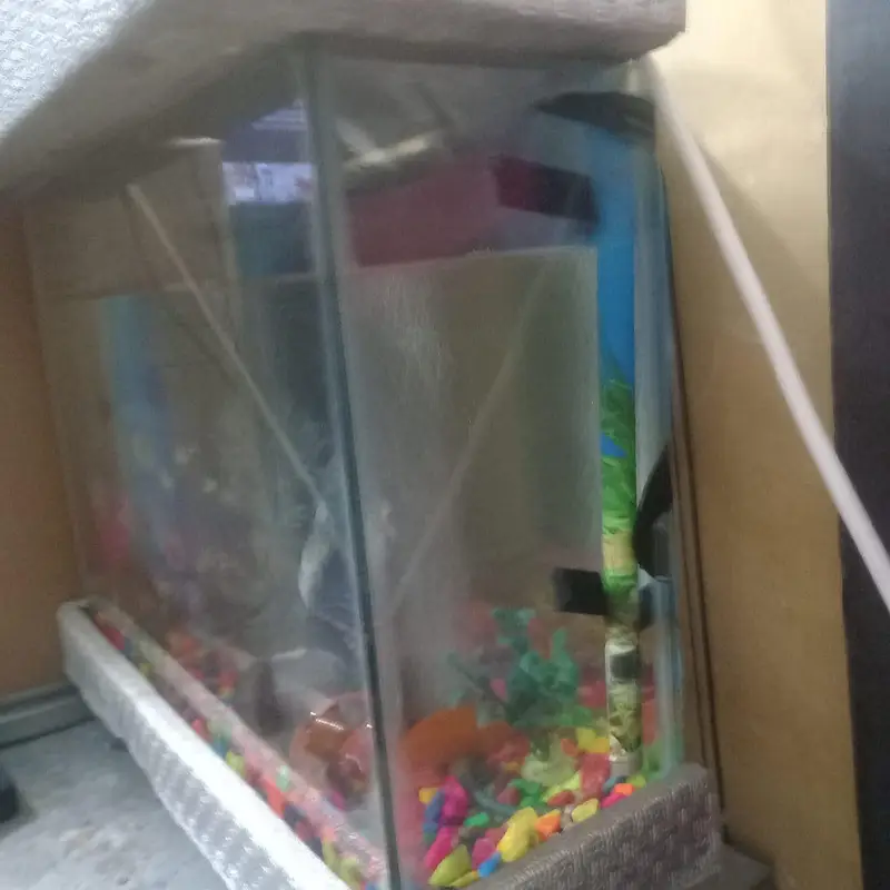 Aquarium and fishes — photo 3
