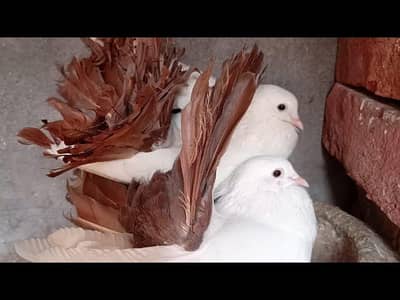 English fantail yellow Breder pair Healthy  Condition