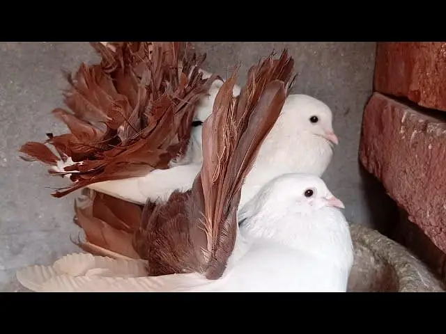 English fantail yellow Breder pair Healthy  Condition