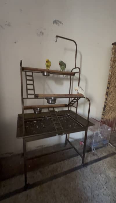 birds table with birds for sale