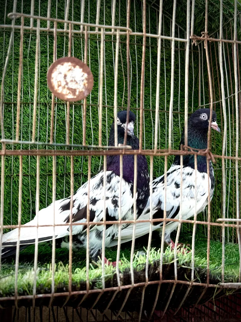 Rampuri pairs highclass — photo 4