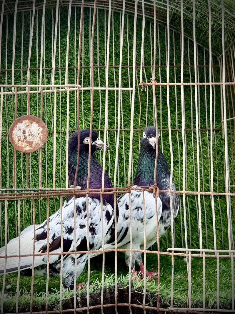 Rampuri pairs highclass — photo 6
