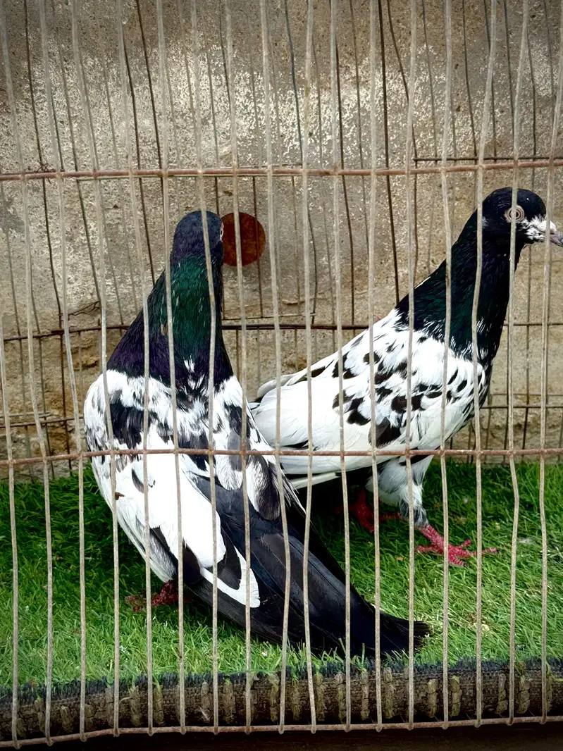 Rampuri pairs highclass — photo 8
