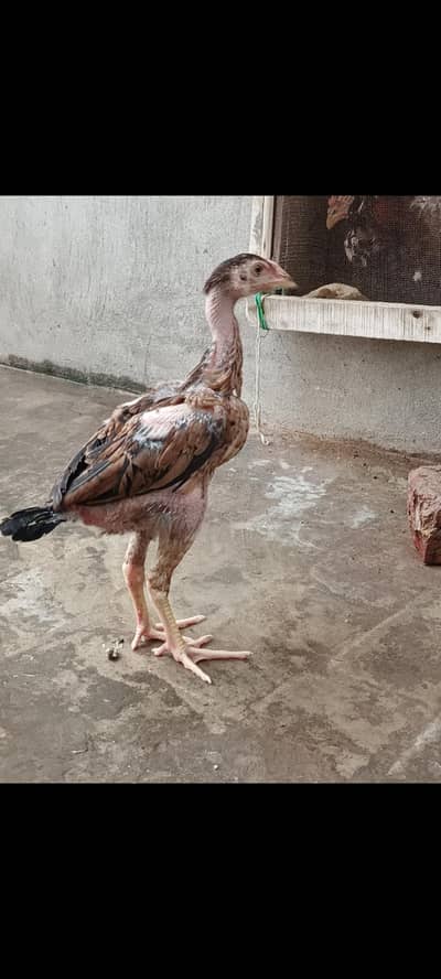 AseeL chicks Age 2 month and 2.5 month