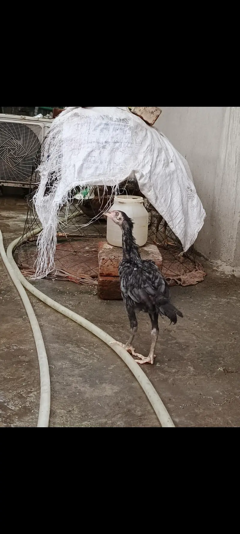 AseeL chicks Age 2 month and 2.5 month — photo 2