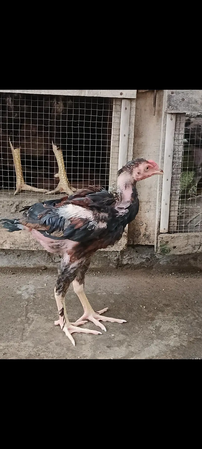 AseeL chicks Age 2 month and 2.5 month — photo 3