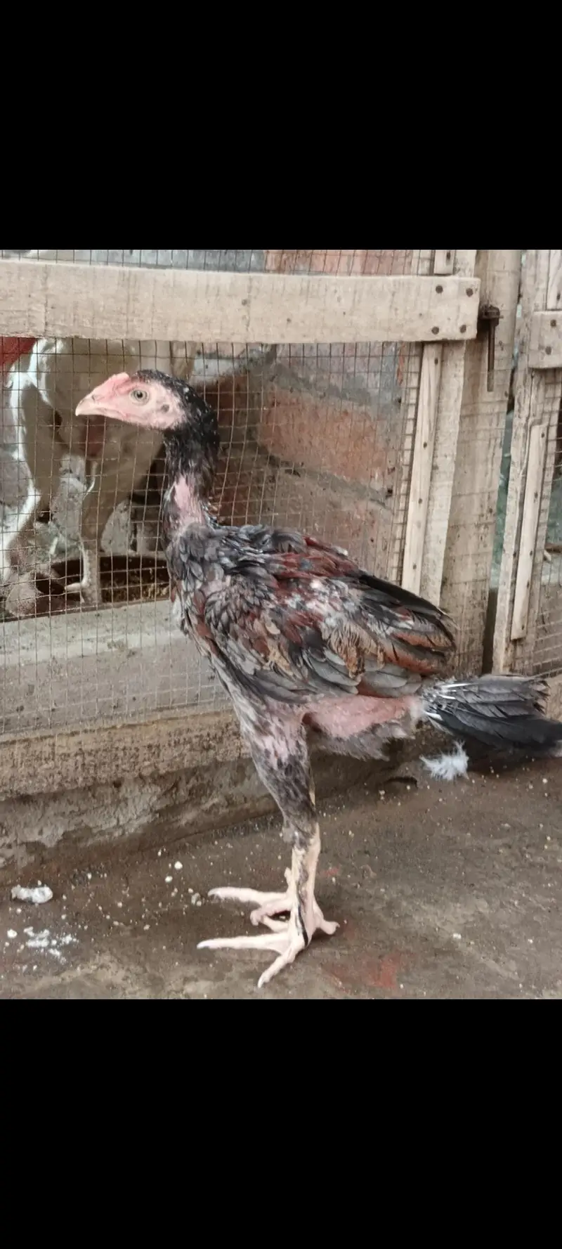 AseeL chicks Age 2 month and 2.5 month — photo 4