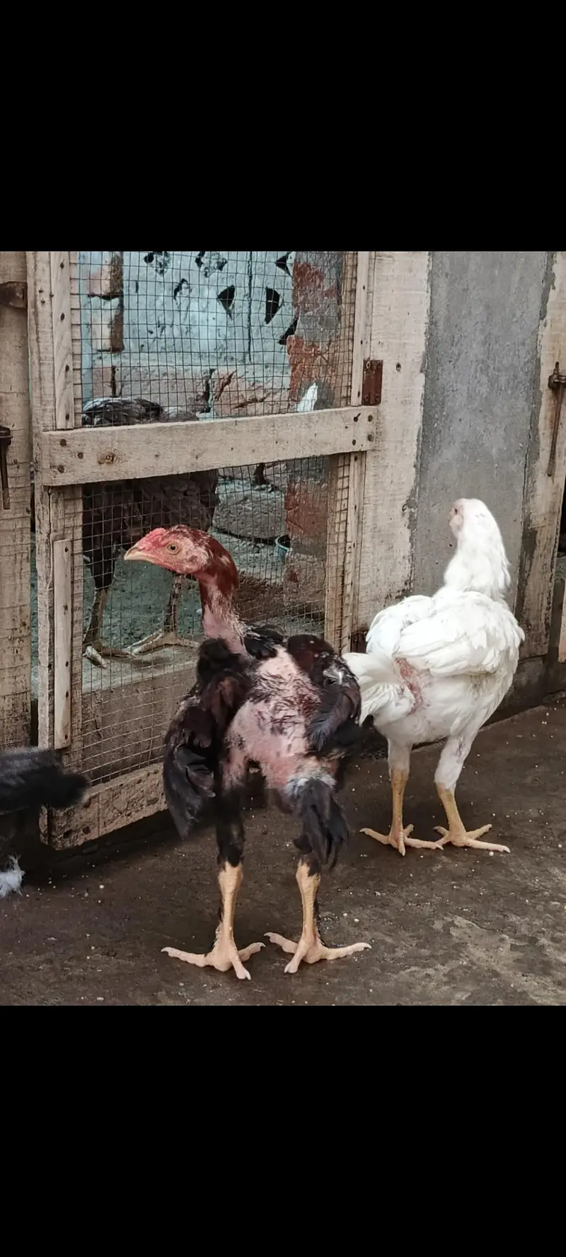 AseeL chicks Age 2 month and 2.5 month — photo 5