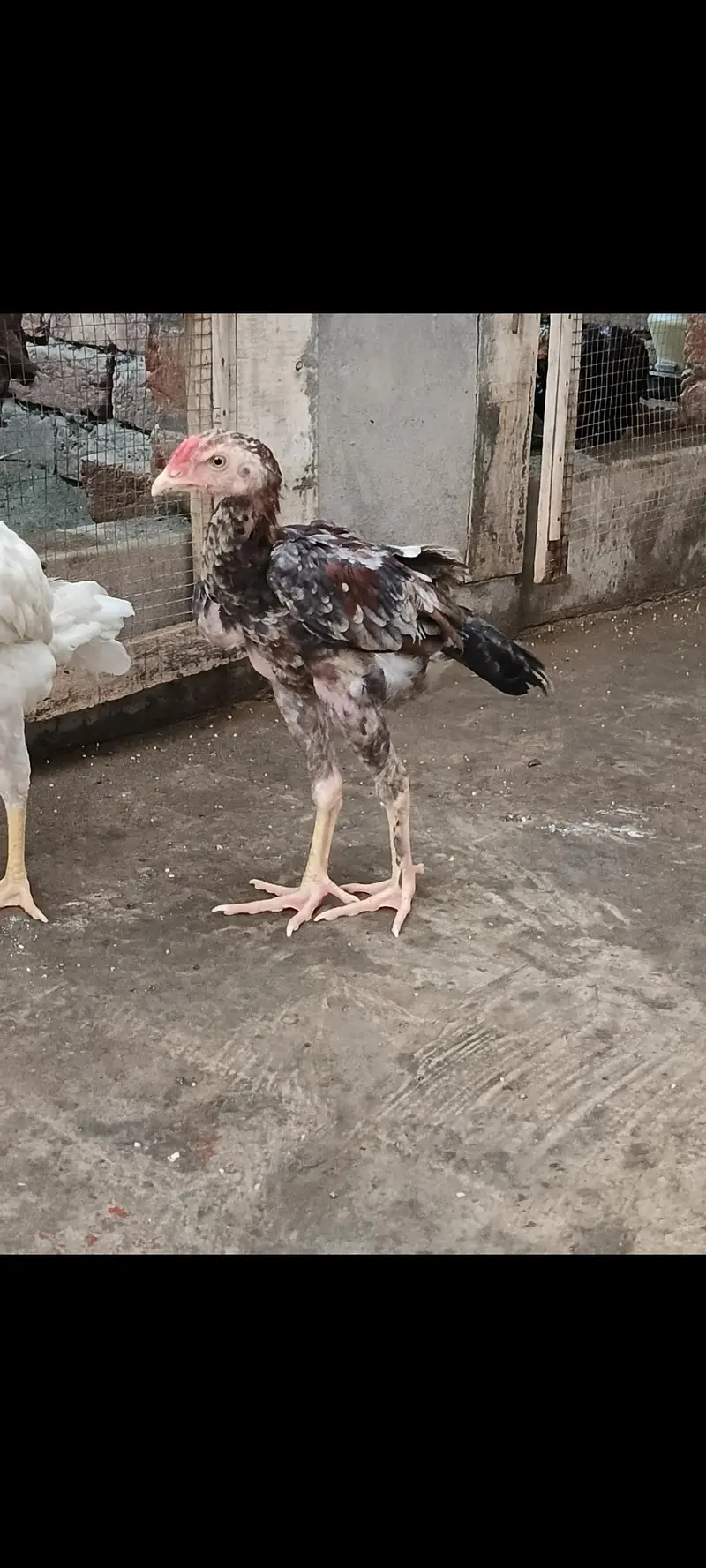 AseeL chicks Age 2 month and 2.5 month — photo 6
