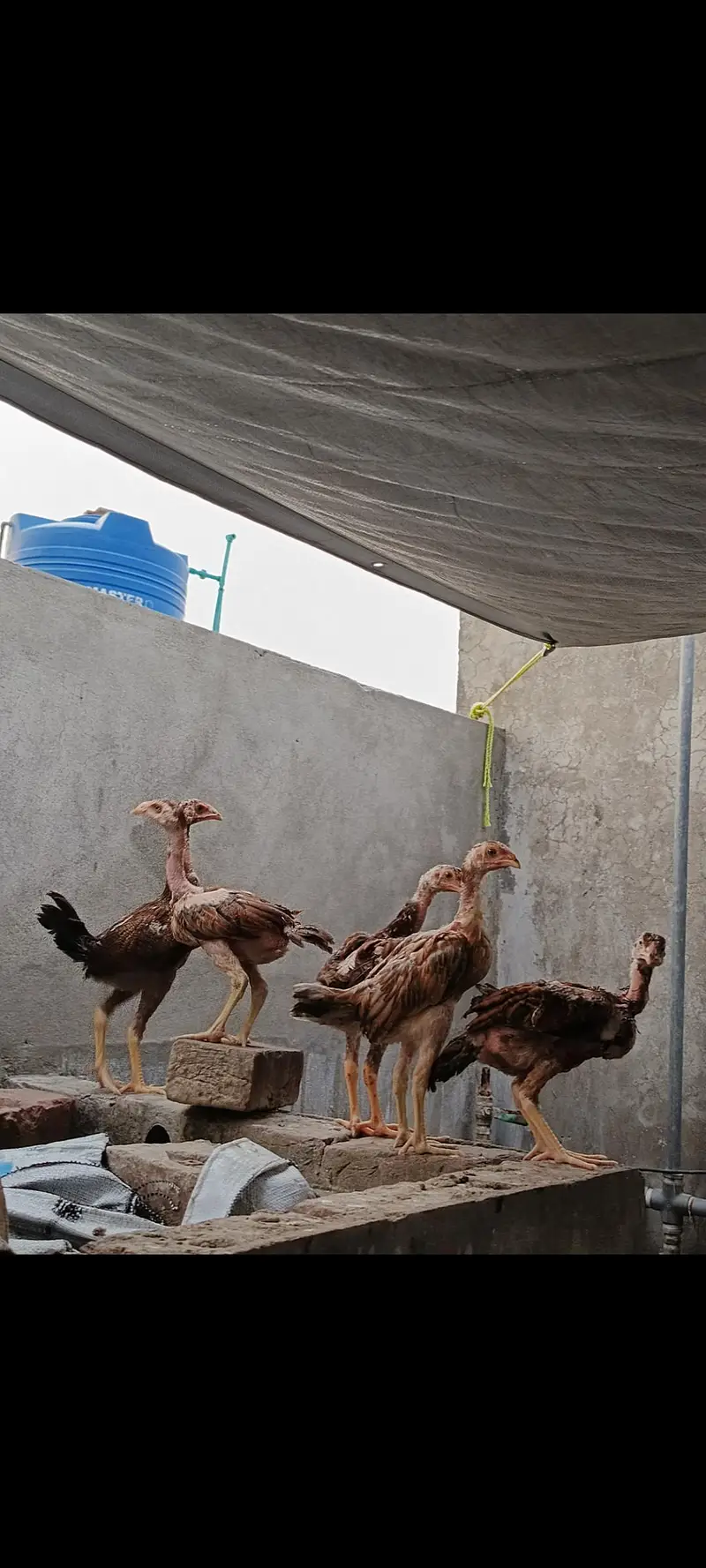AseeL chicks Age 2 month and 2.5 month — photo 8