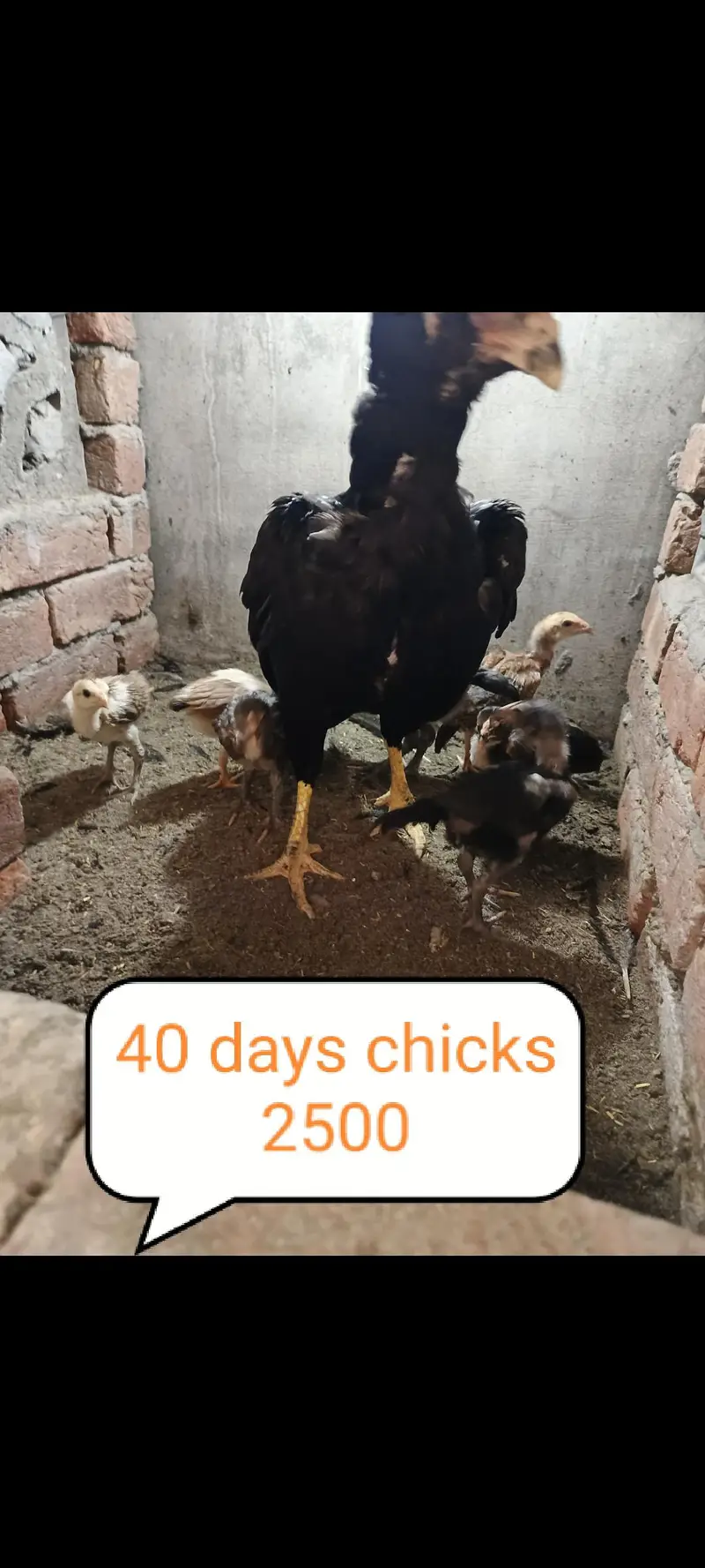 AseeL chicks Age 2 month and 2.5 month — photo 9