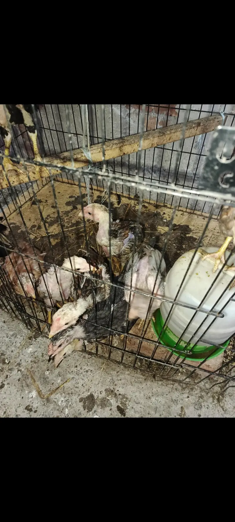 AseeL chicks Age 2 month and 2.5 month — photo 11