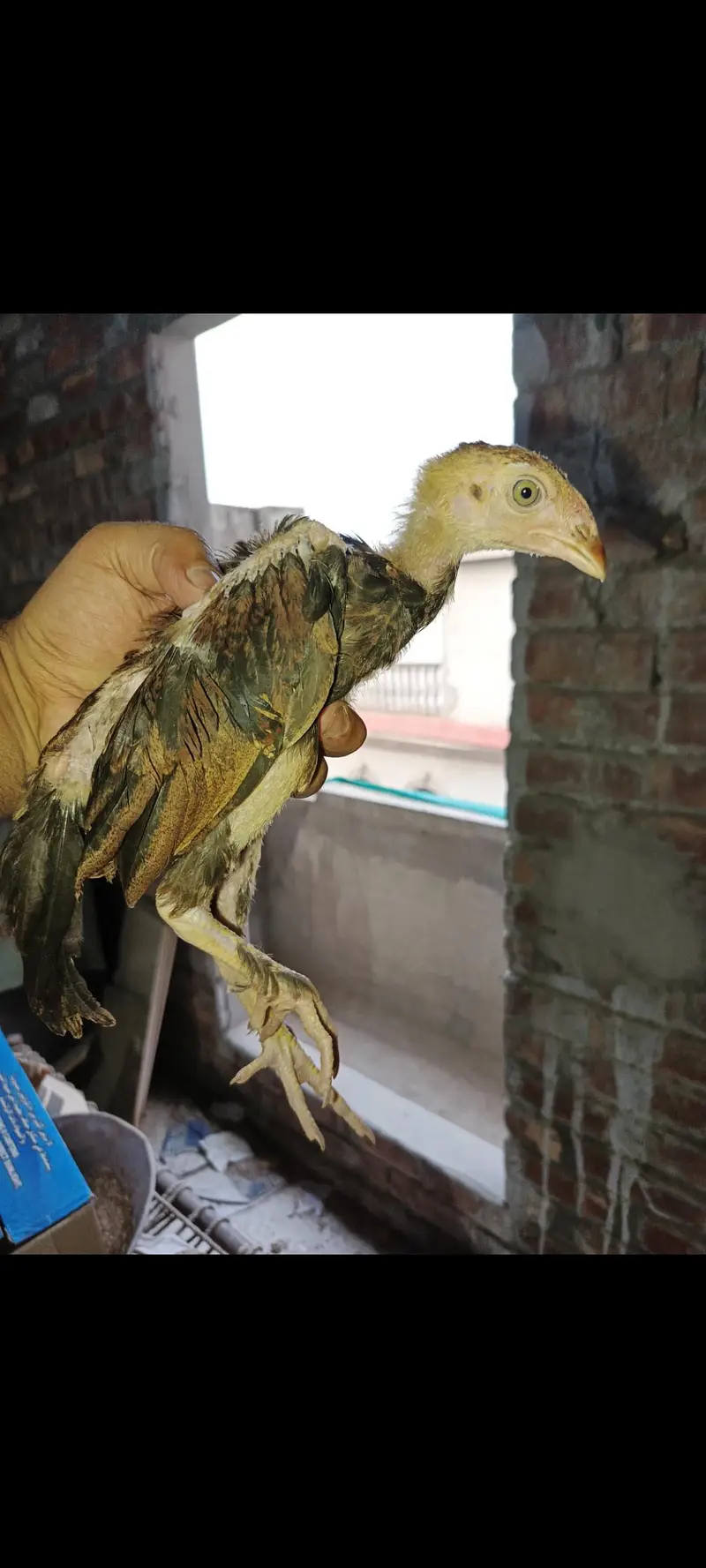 AseeL chicks Age 2 month and 2.5 month — photo 12