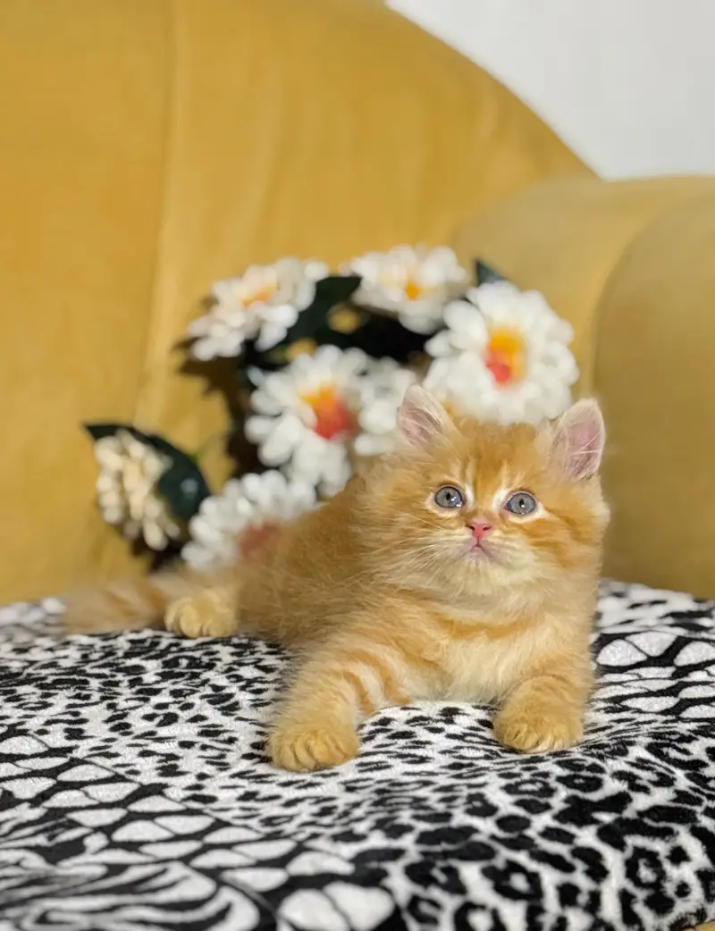 Bhoot friendly hai litter trained only serious buyer 03228451267