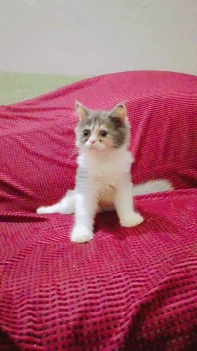 Calico Female For Sale