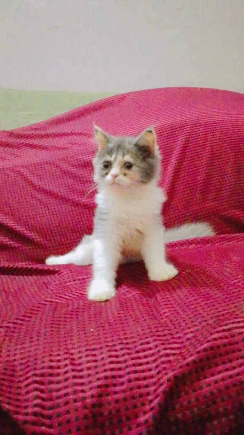 Calico Female For Sale