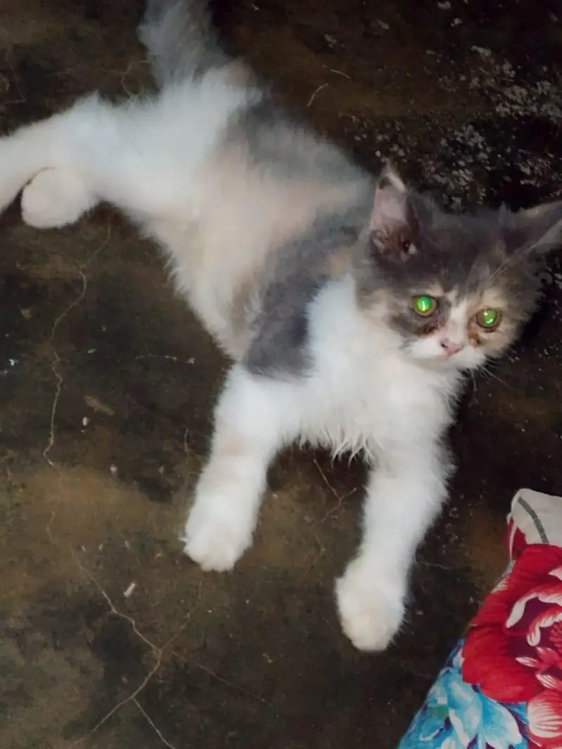 Calico Female For Sale — photo 2