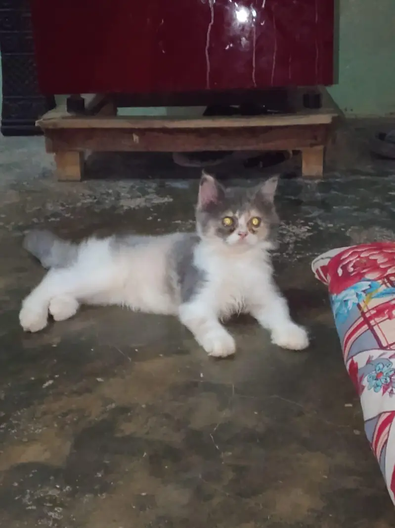 Calico Female For Sale — photo 4