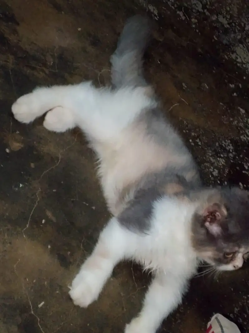 Calico Female For Sale — photo 5