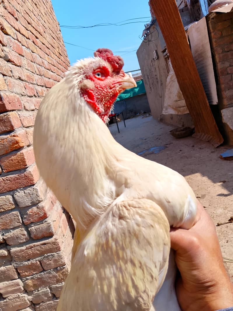 Aseel chick 0