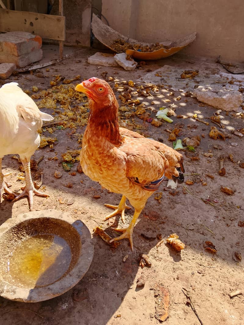 Aseel chick 1