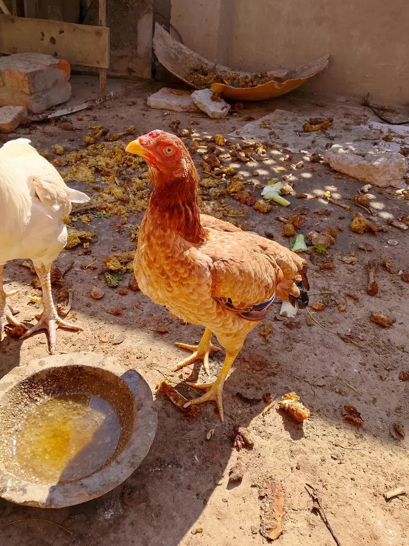 Aseel chick — photo 2