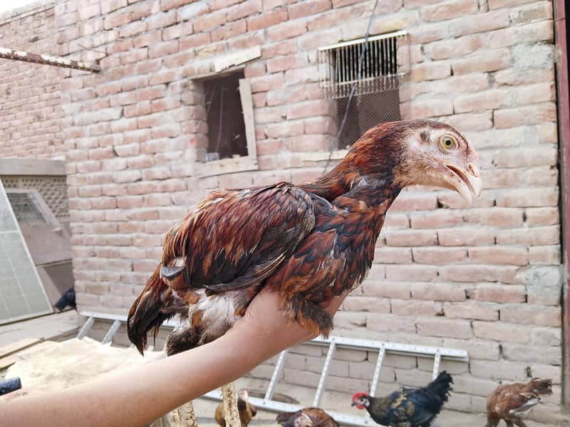 Aseel chick 3