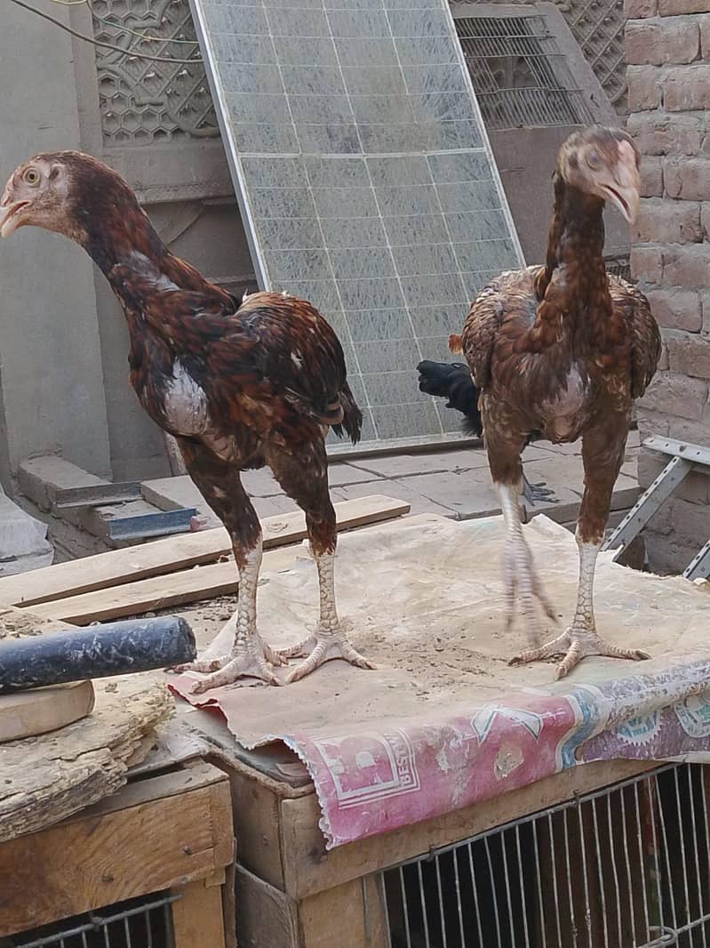 Aseel chick 4
