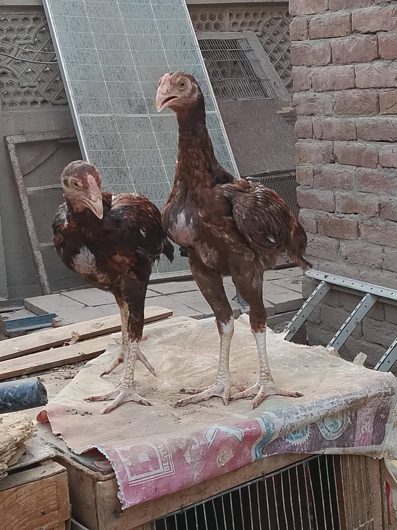 Aseel chick 5