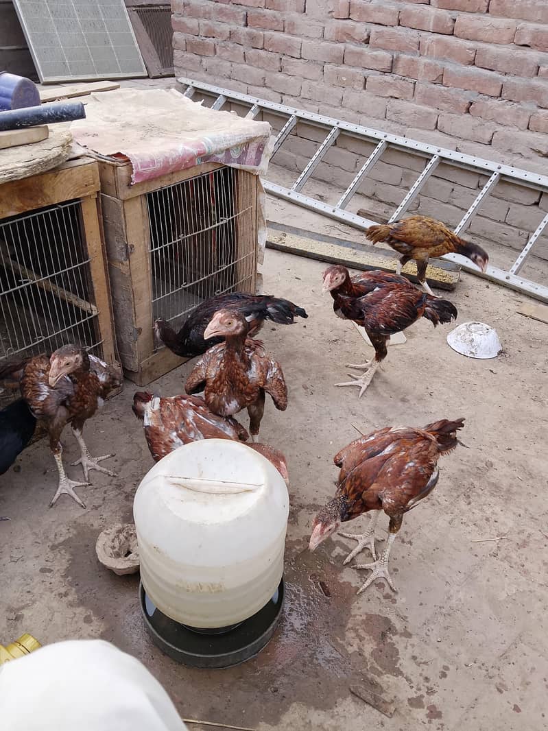Aseel chick 6