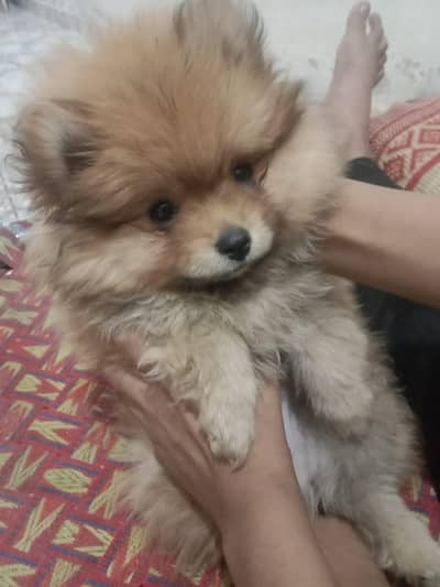 Show class pomeranian puppies