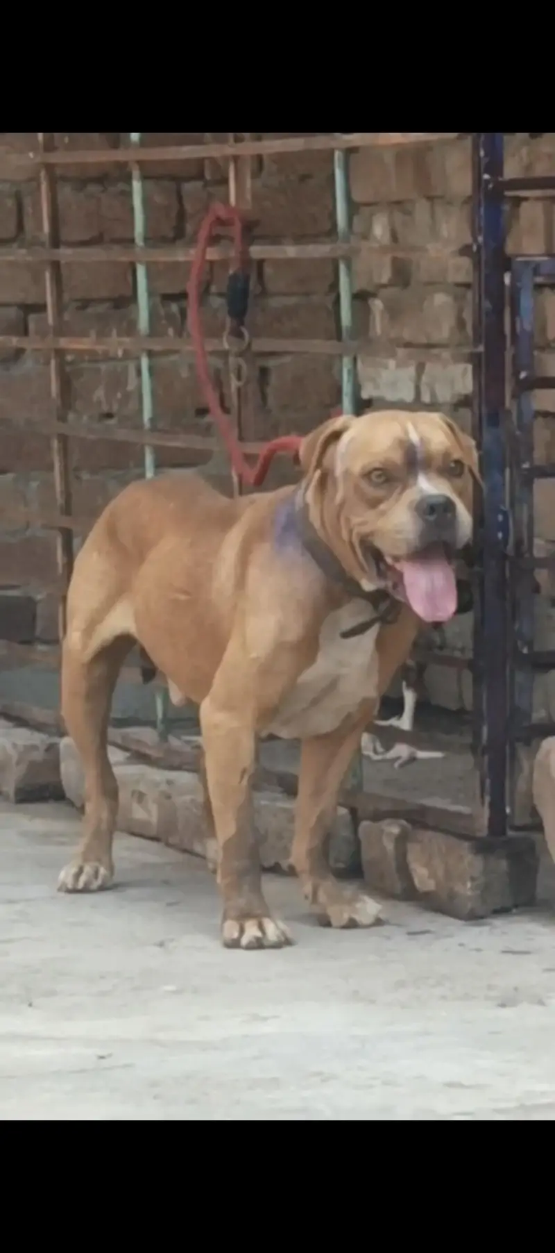 0314//4588838 Am bully male for sale high quality cnfrm stud male