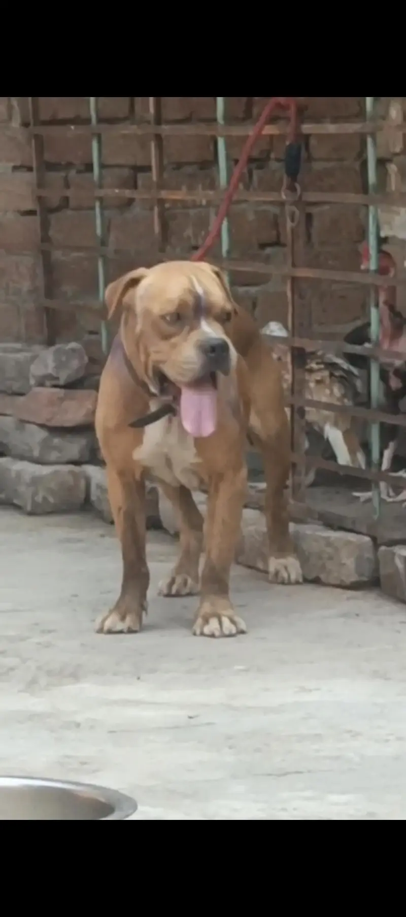 0314//4588838 Am bully male for sale high quality cnfrm stud male — photo 2