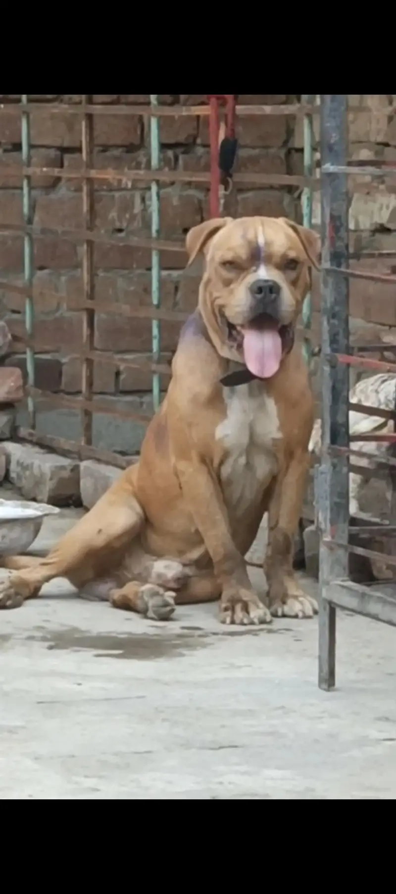 0314//4588838 Am bully male for sale high quality cnfrm stud male — photo 3