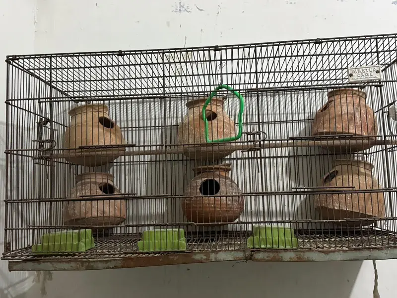 cages — photo 3