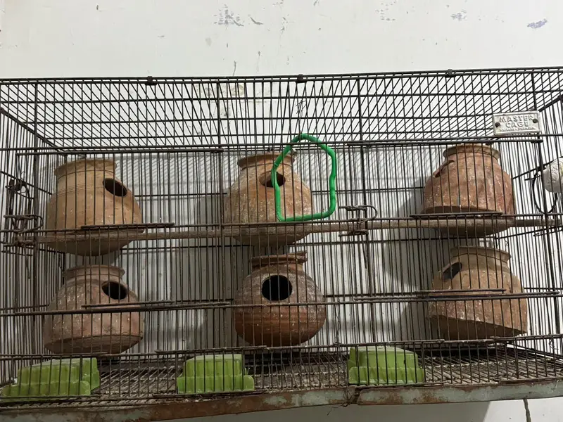 cages — photo 4