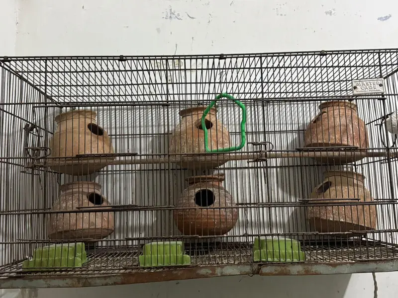 cages — photo 6