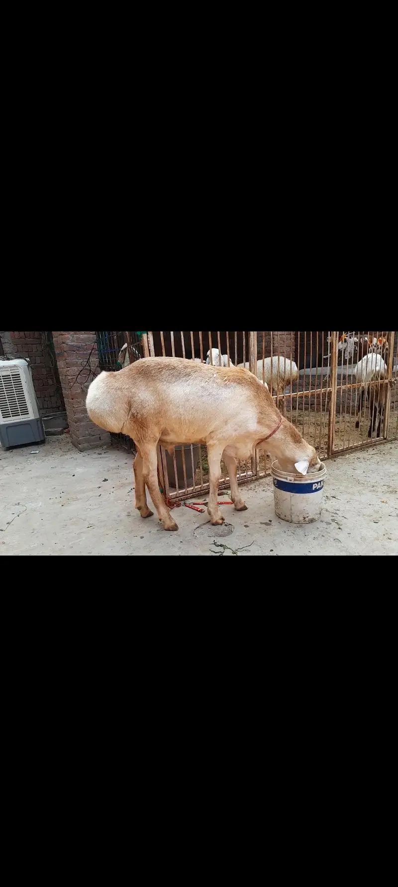 Male Dumba — photo 2