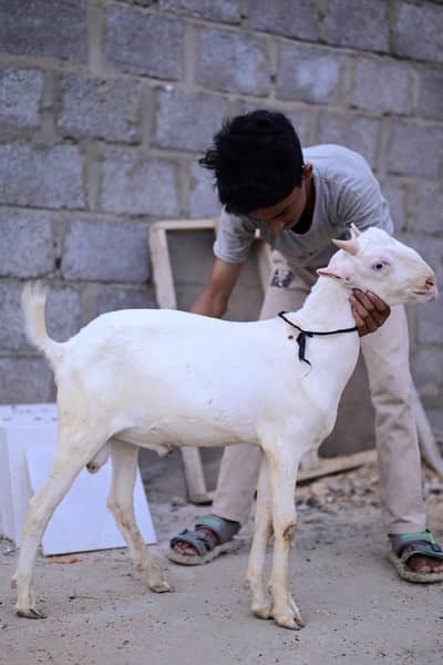 Taddy Bakra