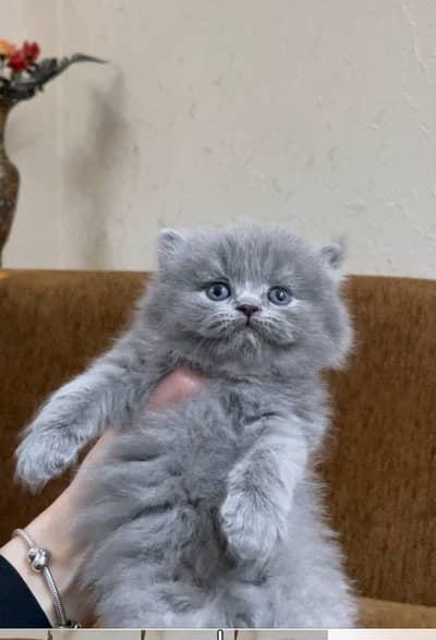 Persian kittens