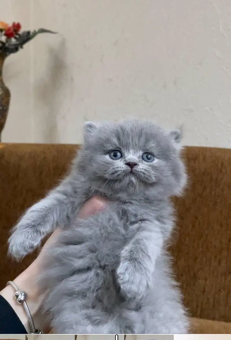 Persian kittens