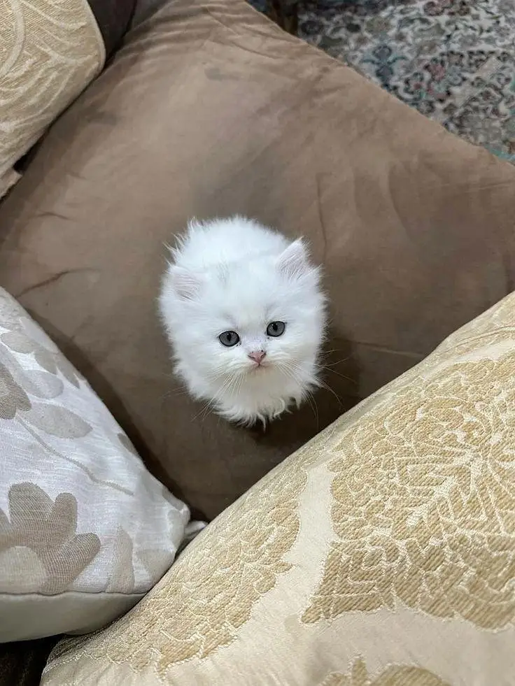 Persian kittens — photo 2