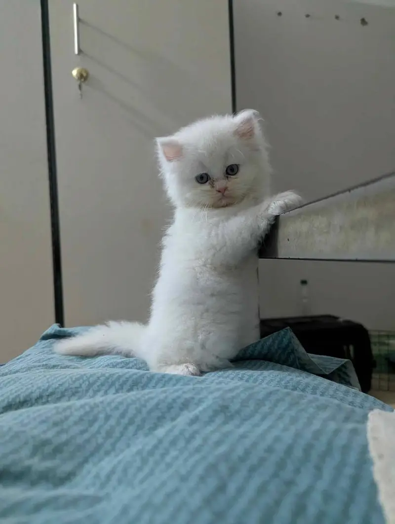 Persian kittens — photo 3