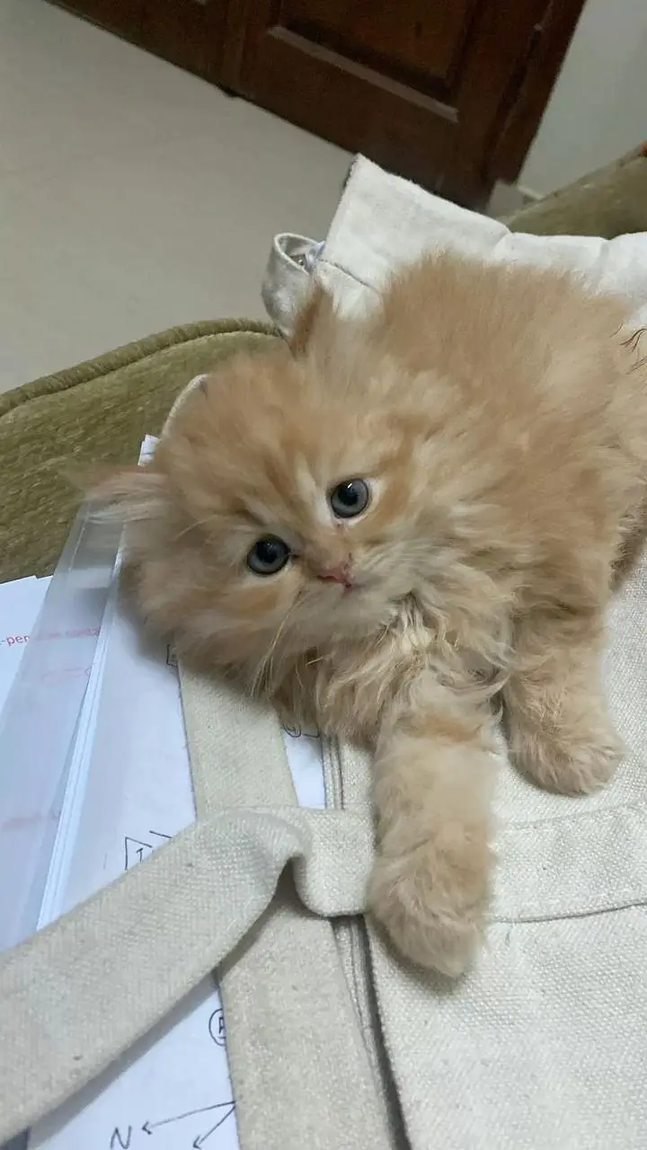 Persian kittens — photo 4