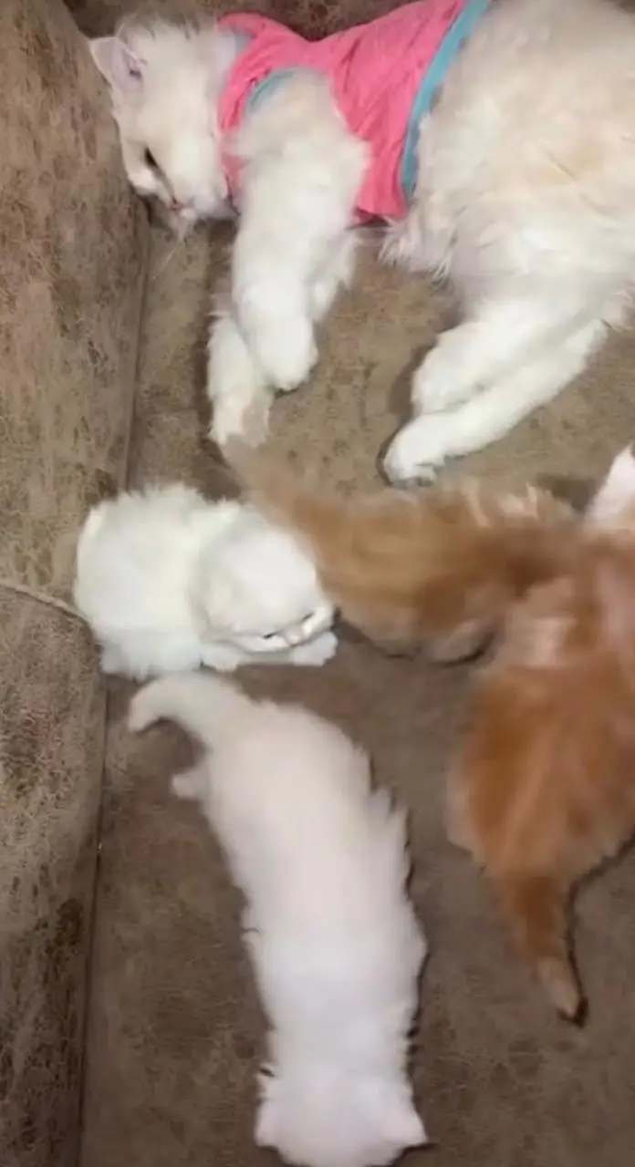 Persian kittens — photo 5