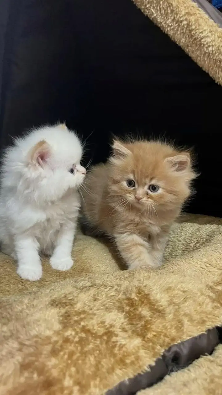 Persian kittens — photo 6