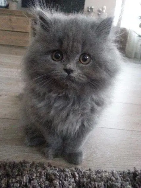 Persian kittens — photo 7