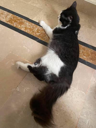 Turkish angora cat for sale